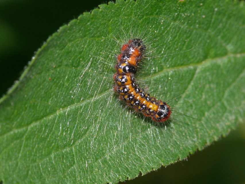 Acronicta tridens - barnás szigonyosbagoly
