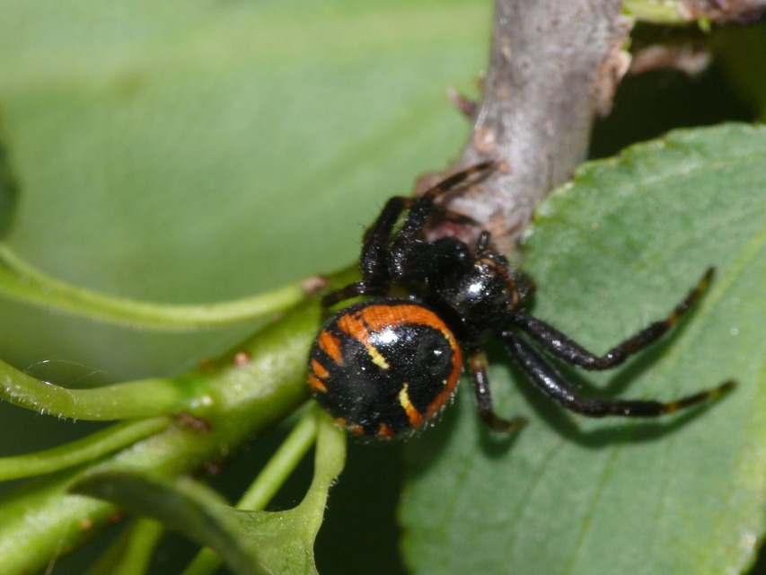 Synema globosum/ornatum