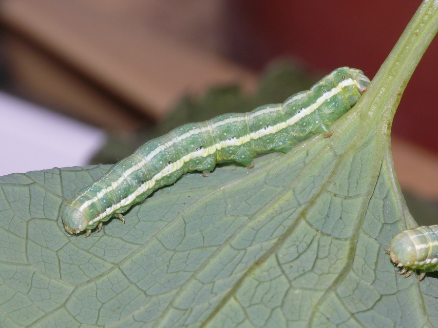 Noctuidae - bagolylepkék