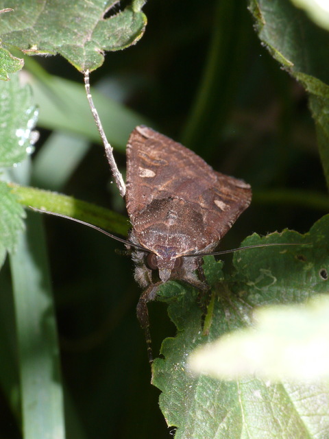 Noctua pronuba - nagy sárgafűbagoly