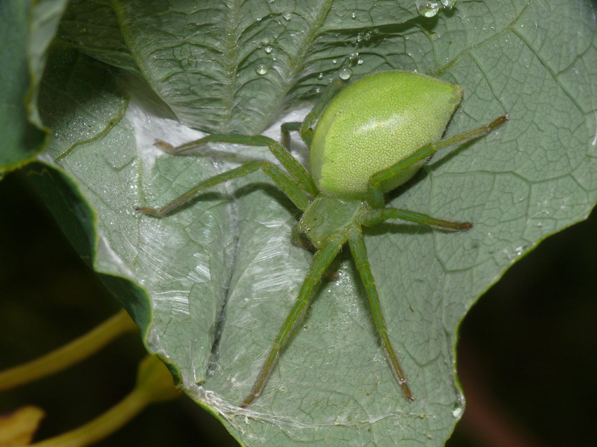 Micrommata virescens - hunyópók