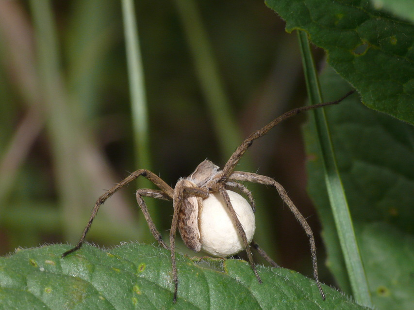 Pisaura mirabilis - csodáspók