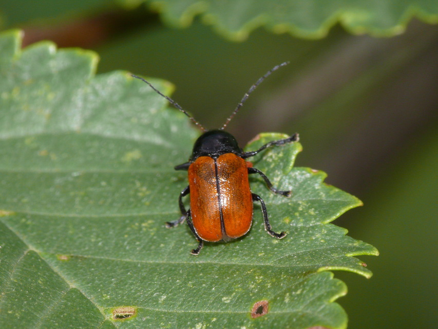Cryptocephalus coryli - mogyoró-zömökbogár