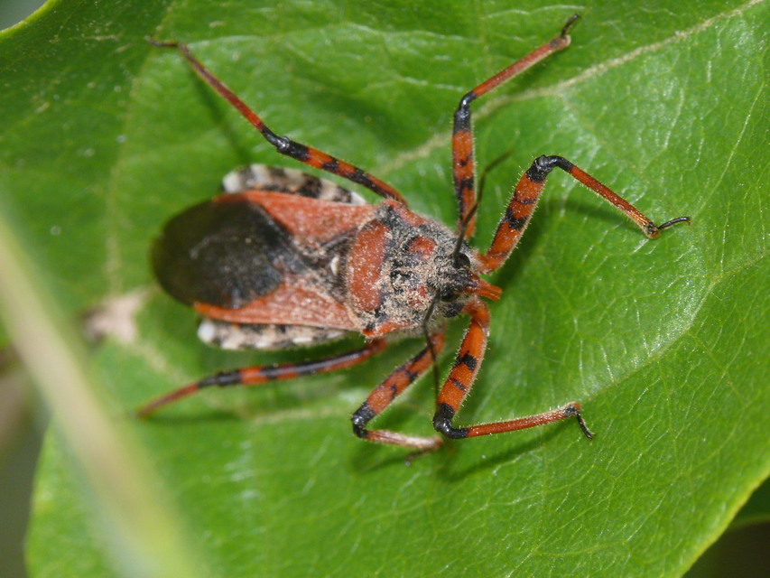 Rhynocoris iracundus - közönséges gyilkospoloska