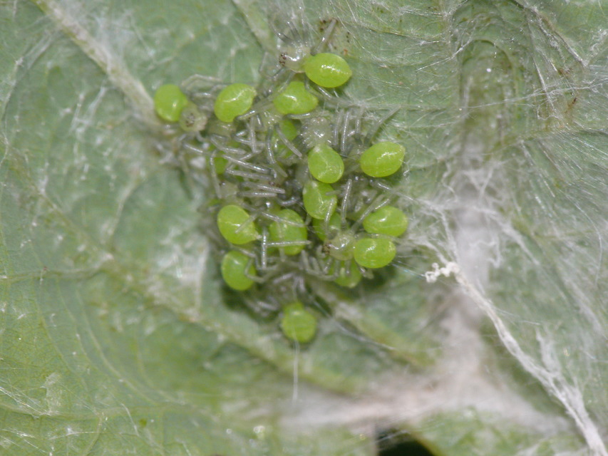 Micrommata virescens - hunyópók