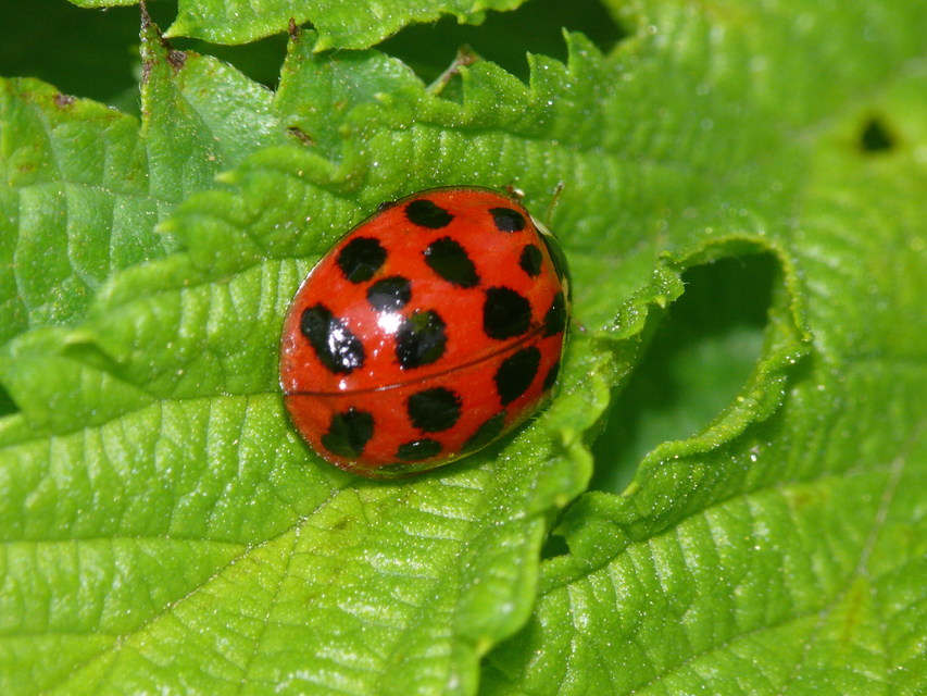 Harmonia axyridis - harlekinkatica