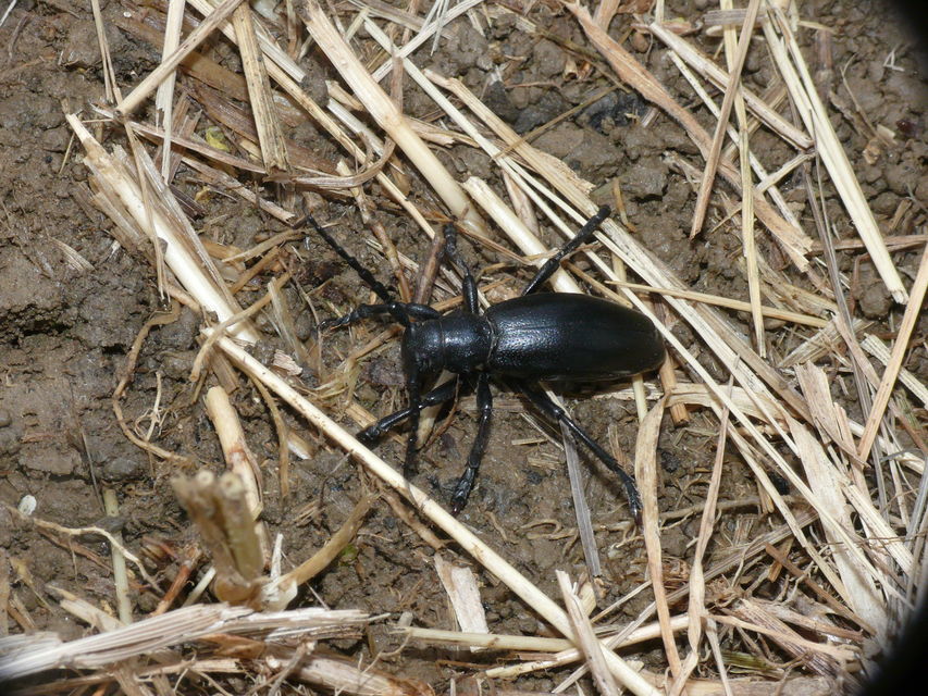 Dorcadion aethiops - fekete gyalogcincér