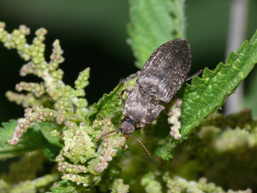 Agrypnus murinus - egérszínű pikkelyespattanó