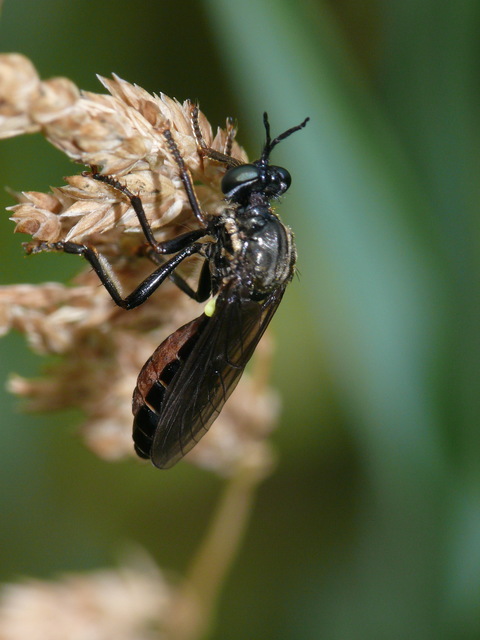 Dioctria atricapilla