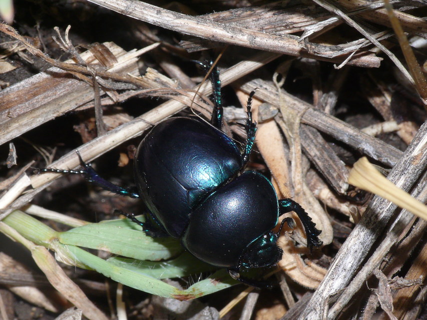 Trypocopris vernalis - tavaszi álganéjtúró