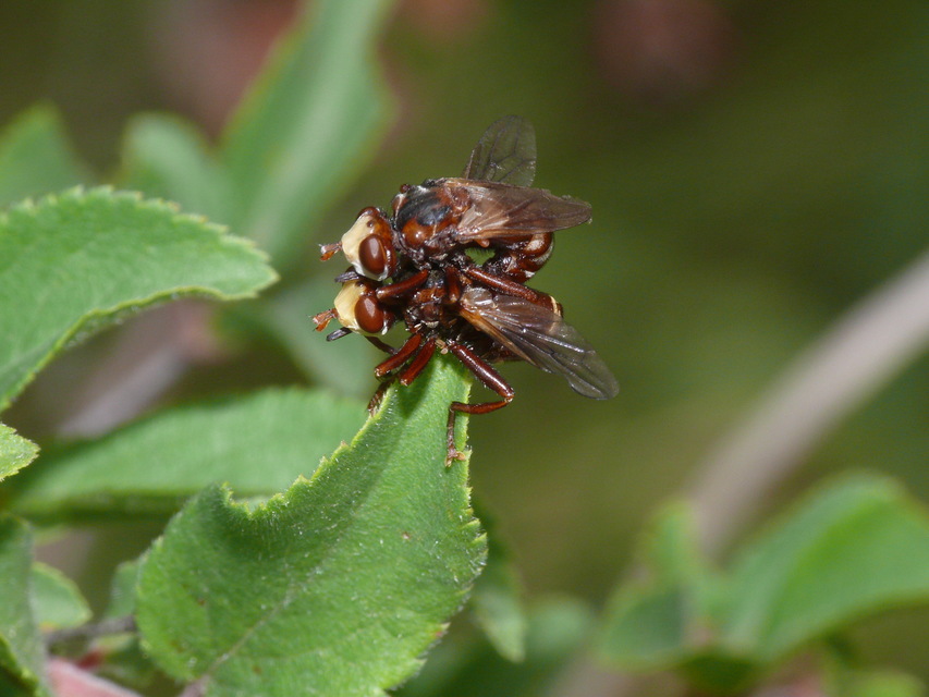 Sicus