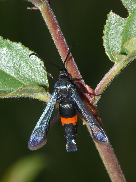 Synanthedon
