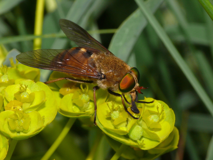 Tabanidae - böglyök