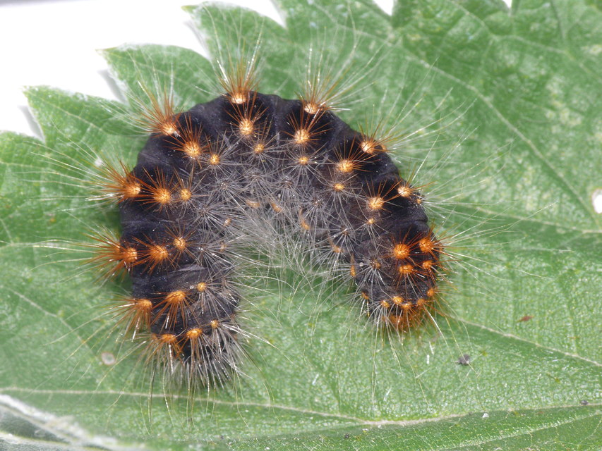 Acronicta auricoma - aranyos szigonyosbagoly