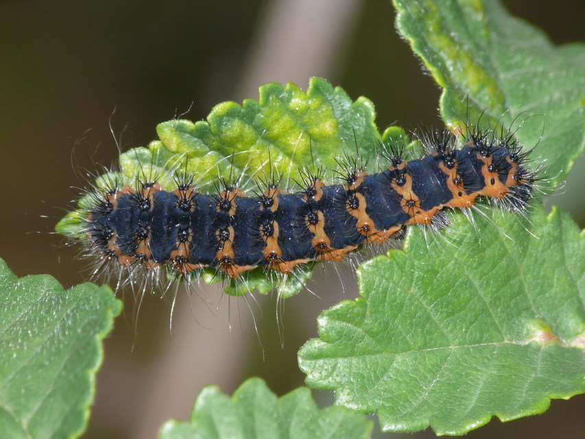 Saturnia pavoniella/pavonia
