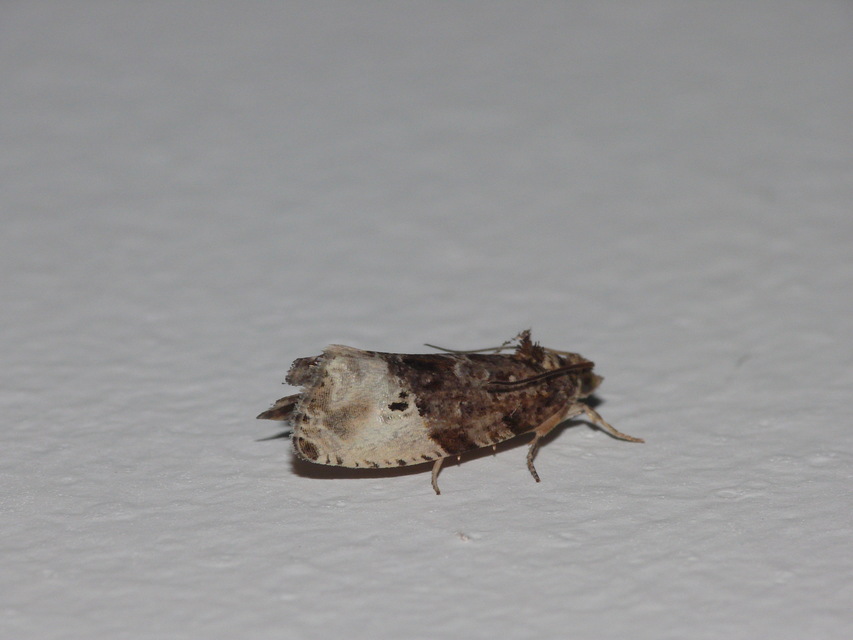 Olethreutinae
