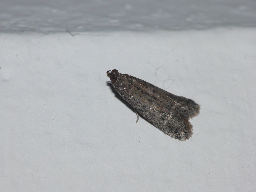 Phycitinae