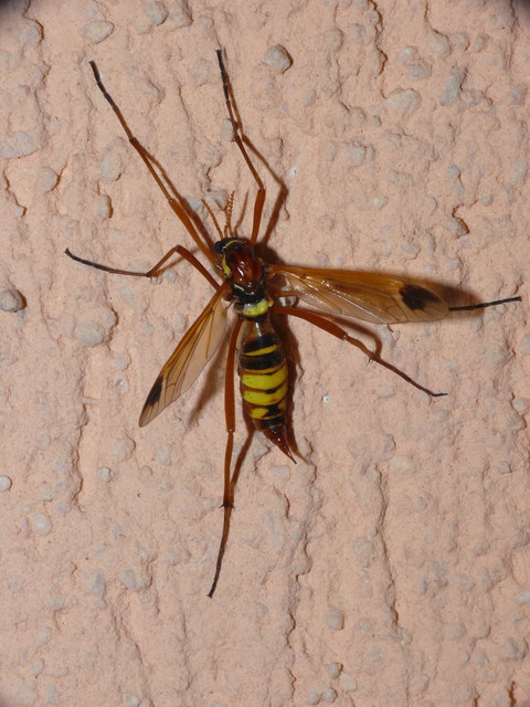 Ctenophora ornata - sárga fésűsszúnyog