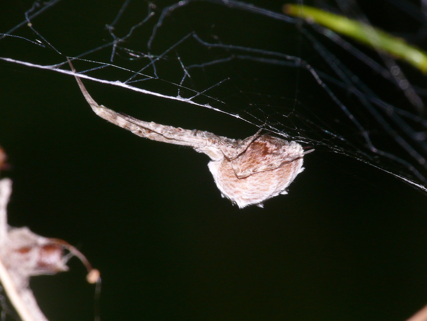 Uloborus walckenaerius - derespók