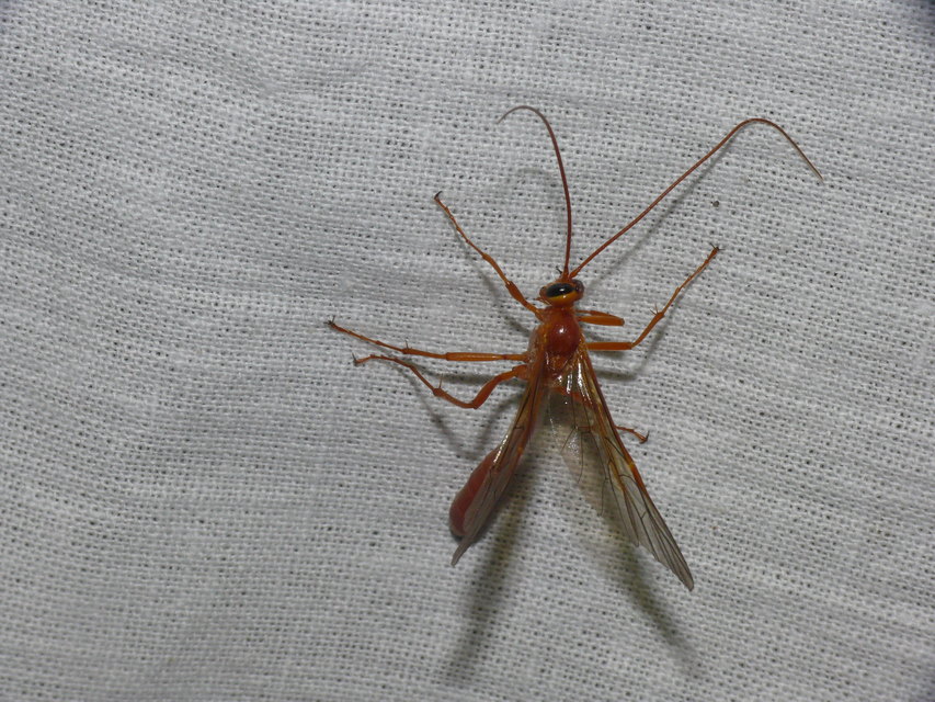 Ichneumonidae - valódi fürkészdarazsak