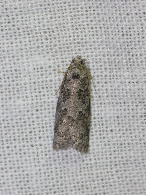 Cnephasiini