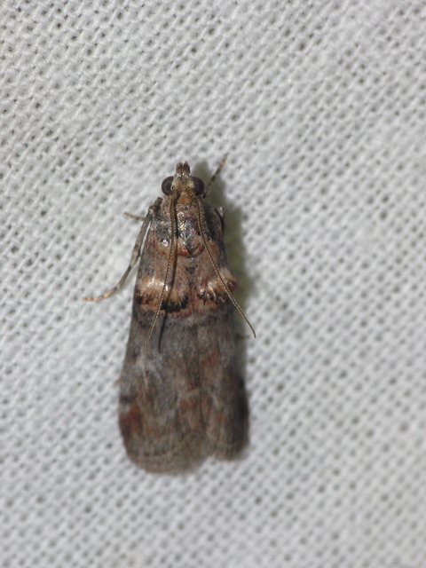 Phycitinae