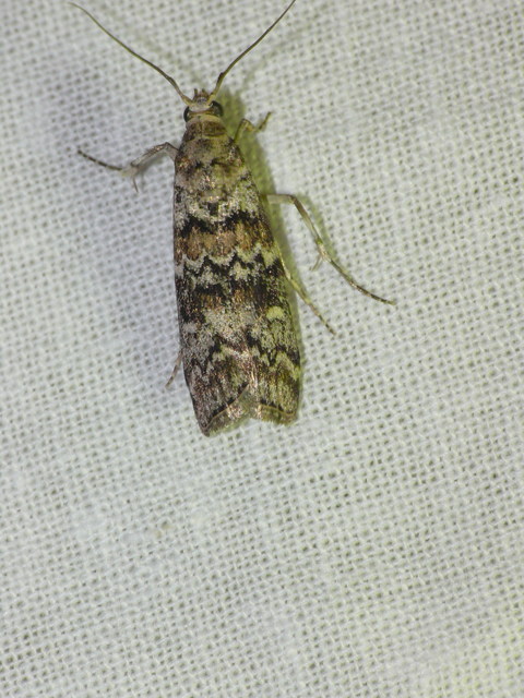 Dioryctria
