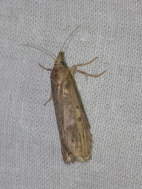 Galleriinae