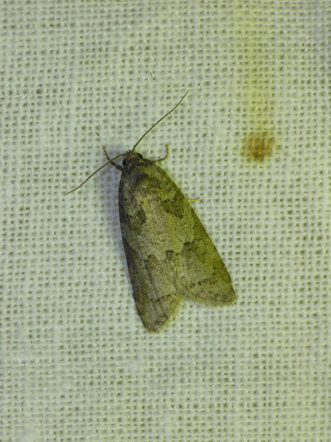 Cnephasiini