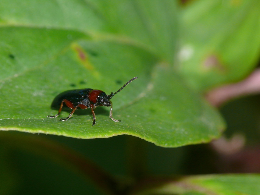 Oulema melanopus/duftschmidi