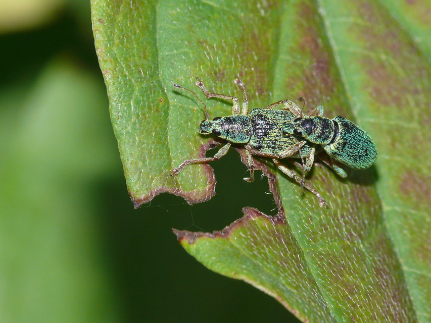Polydrusus formosus - selymes lombormányos