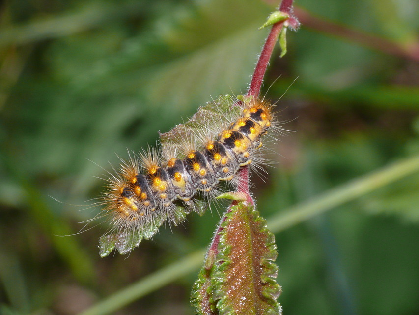 Acronicta auricoma - aranyos szigonyosbagoly