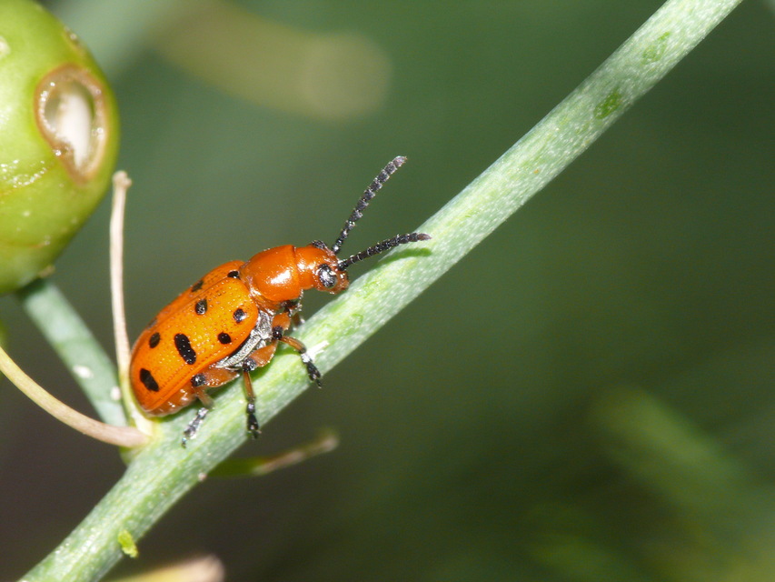 Crioceris duodecimpunctata - tizenkétpontos spárgabogár