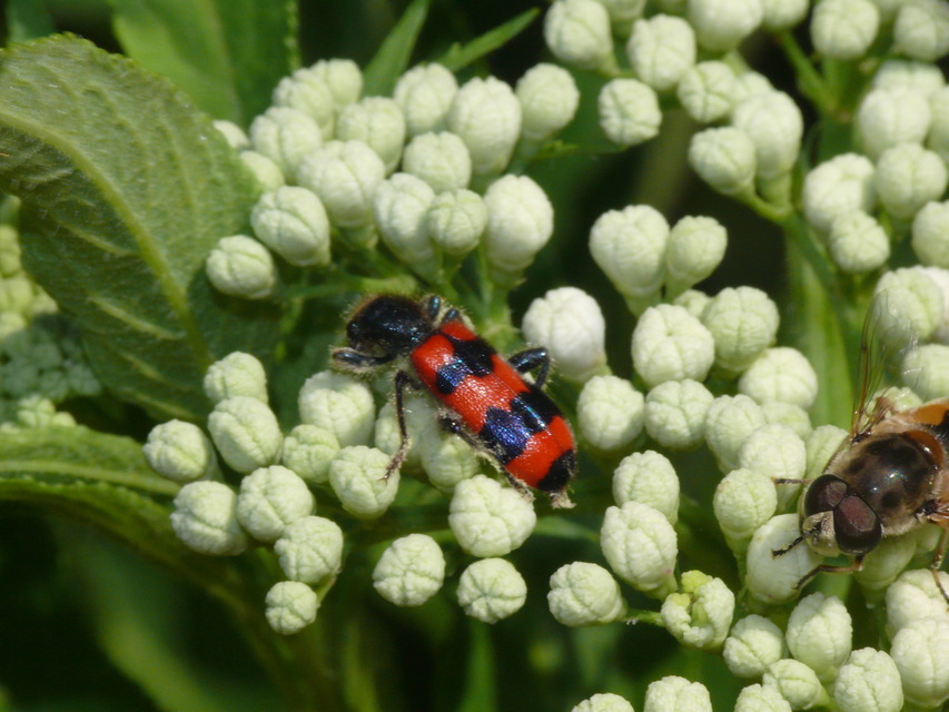 Trichodes apiarius - szalagos méhészbogár