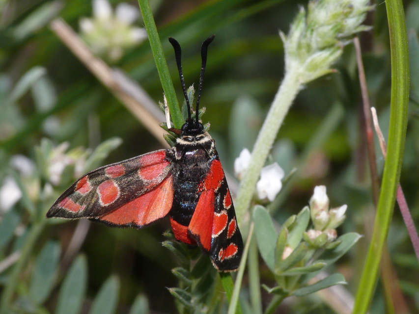Zygaena carniolica - fehérgyűrűs csüngőlepke
