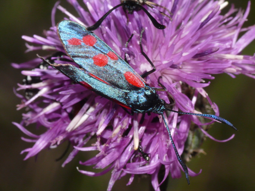 Zygaena filipendulae - acélszínű csüngőlepke