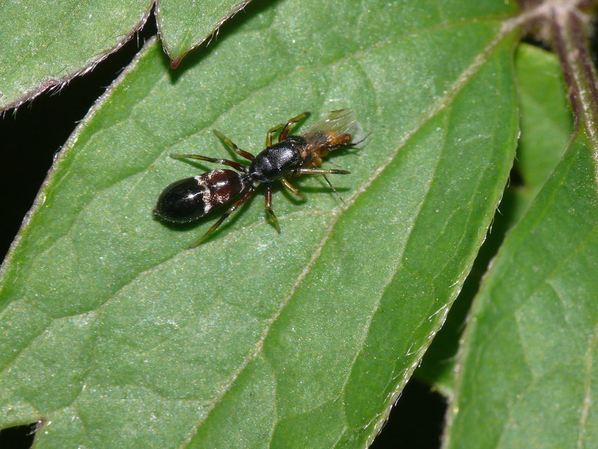 Leptorchestes berolinensis - fekete hangyautánzópók