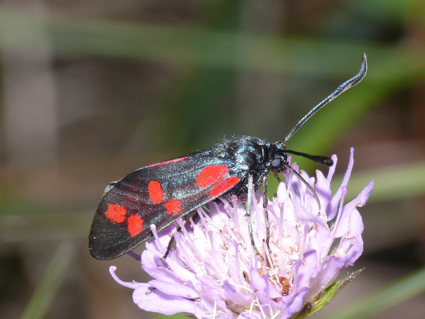 Zygaena filipendulae - acélszínű csüngőlepke