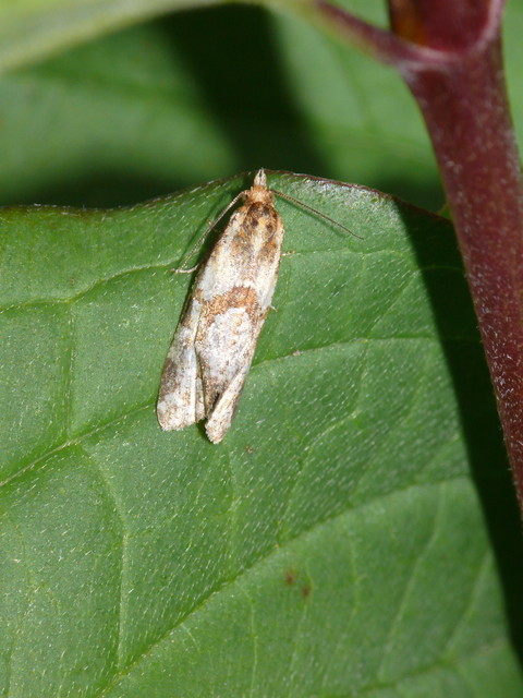 Cochylini