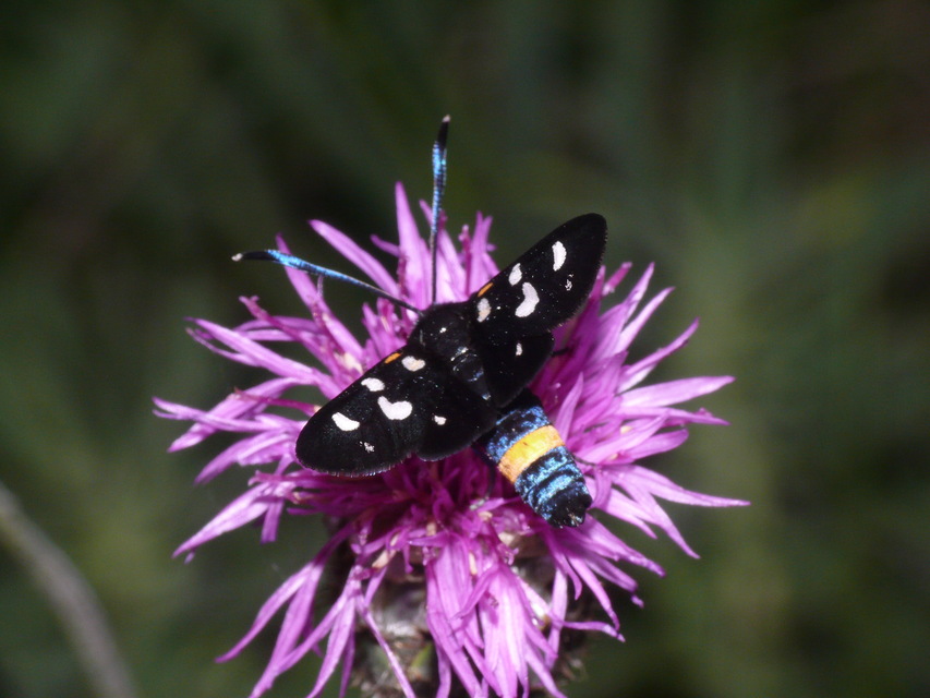 Zygaena ephialtes - változékony csüngőlepke