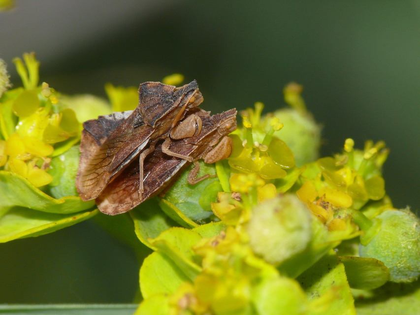 Phymata crassipes - fogólábú poloska