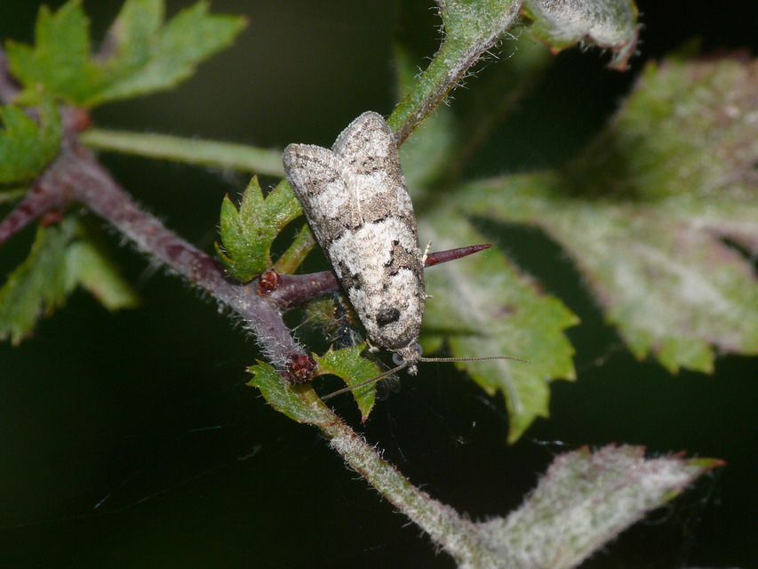 Cnephasiini