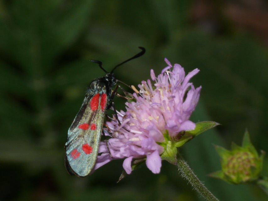 Zygaena filipendulae - acélszínű csüngőlepke
