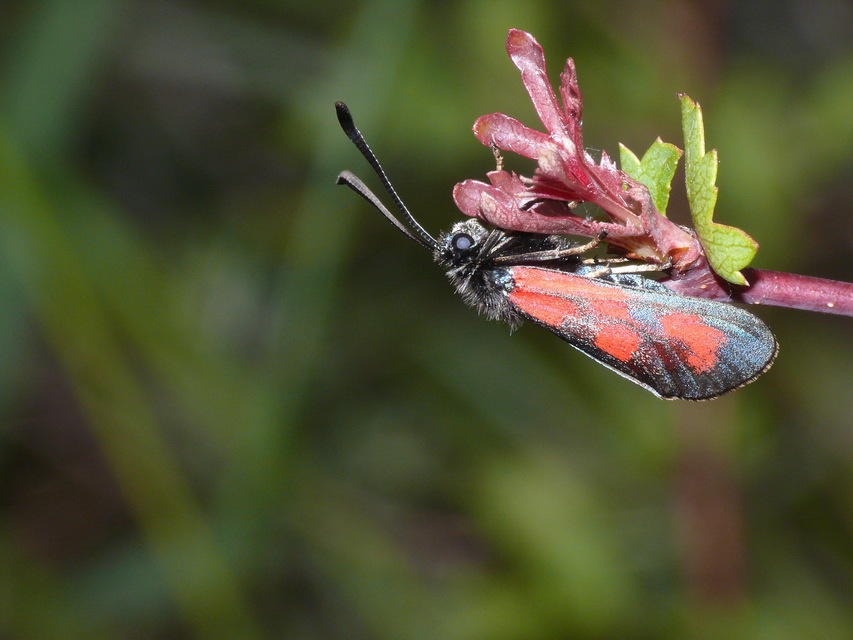 Zygaena loti - közönséges csüngőlepke