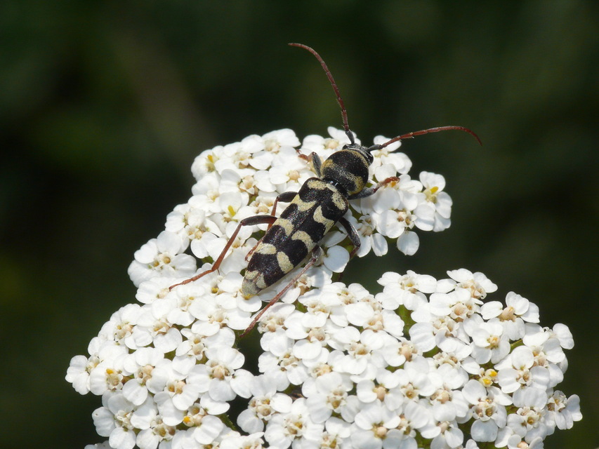 Echinocerus floralis - lucerna-darázscincér