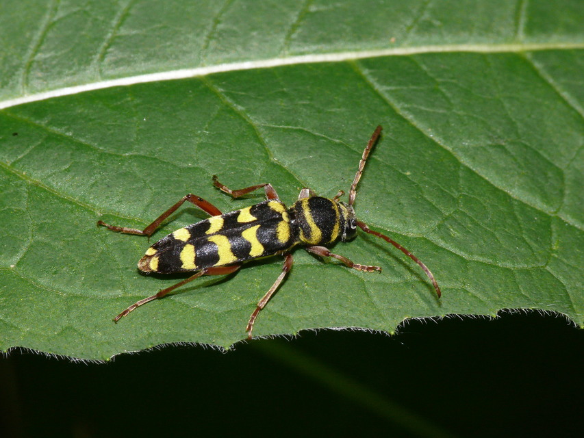 Echinocerus floralis - lucerna-darázscincér
