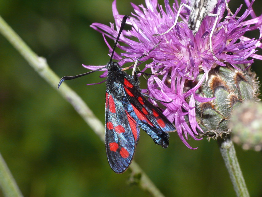 Zygaena filipendulae - acélszínű csüngőlepke