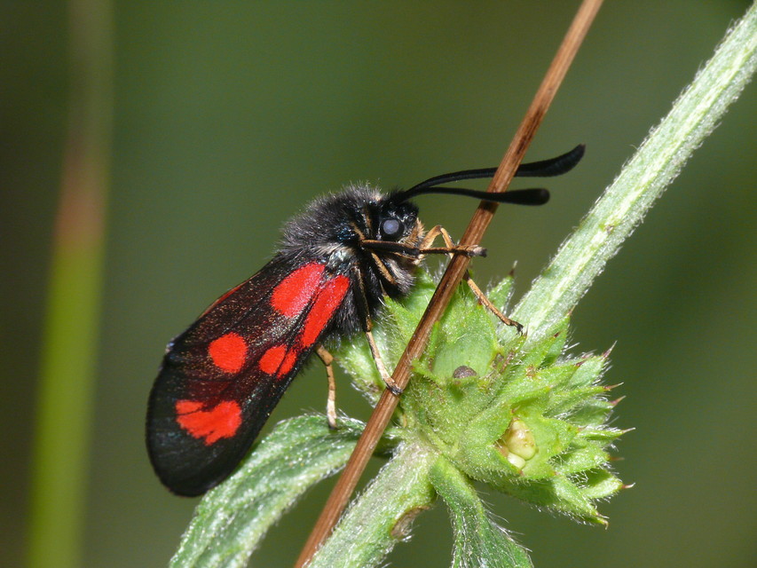 Zygaena loti - közönséges csüngőlepke