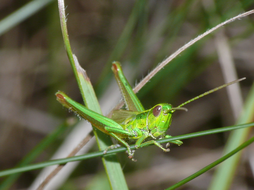 Euthystira brachyptera - smaragdzöld sáska