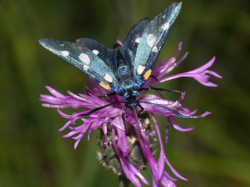 Zygaena ephialtes - változékony csüngőlepke